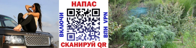 shop Telegram  Октябрьск  Бошки Шишки сатива 